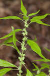 Pennsylvania pellitory